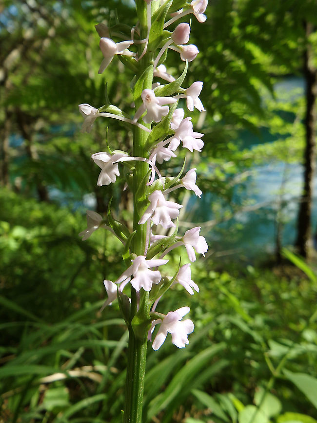 Fragrant Orchid White Plitvice Lakes (Plivitcka-Jezera National Park), Croatia (June, 2016).<br />
I think this is the alba variety. It may be not as I still see a hint of pink but is different from the really pink ones. Fragrant orchid,Gymnadenia conopsea