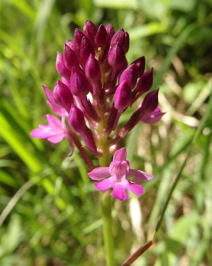 Pyramidal Orchid Plitvice Lakes (Plitvicka-Jezera National Park), Croatia (june, 2016).<br />
When the flowers bloom they are tightly close together, forming a pyramid. this one was still blooming. The colour of the flower varies from pink to purple, or rarely white, and the scent is described as "foxy". Anacamptis pyramidalis,Croatia,Geotagged,Pyramidal Orchid,Spring
