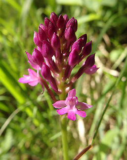 Pyramidal Orchid Plitvice Lakes (Plitvicka-Jezera National Park), Croatia (june, 2016).
When the flowers bloom they are tightly close together, forming a pyramid. this one was still blooming. The colour of the flower varies from pink to purple, or rarely white, and the scent is described as "foxy". Anacamptis pyramidalis,Croatia,Geotagged,Pyramidal Orchid,Spring
