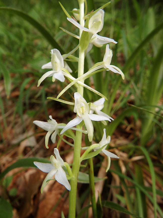 Lesser Butterfly Orchid Plitvice Lakes (Plitvicka-Jezera), Croatia (June, 2016).<br />
Lesser butterfly-orchids have two shining green basal leaves.The upper sepal and petals form a loose triangular hood above the pollinia, which lie parallel and close together, obscuring the opening into the spur, which is long and almost straight. There are usually around 25 white flowers tinged with yellow-green in a slim flower spike. The flowers are night-scented. Croatia,Geotagged,Lesser butterfly-orchid,Platanthera bifolia,Spring