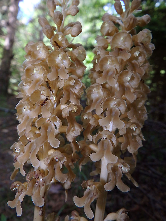 Birds-Nest Orchid Plitvice Lakes (Plitvicka-Jezera National Park), Croatia (June, 2016).<br />
Unlike the other orchids these like shadowy places and we found them under trees near one prairy.This is because is a non-photosynthetic orchid. The birds-nest name appeals at the shape of their rhizome.They must have some pollen that ants like because I always saw some ants on them. As for the trees I cannot remember which type were they but I think they could have been pines or alike. Birds-nest orchid,Croatia,Geotagged,Neottia nidus-avis,Spring