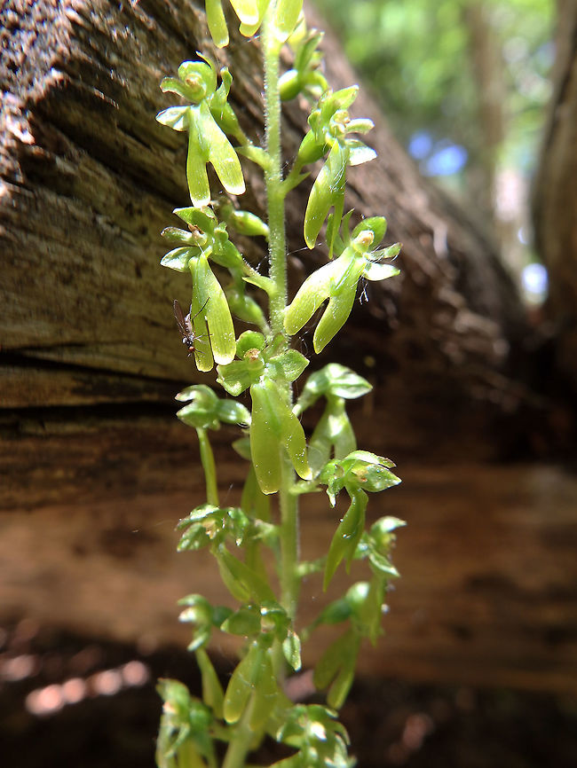 Common Twayblade Plitvice Lakes (Plitvicka-Jezera National Park), Croatia (June, 2016).<br />
Former Listera, now Neottia ovata.<br />
We saw this one growing under a wooded path going through the woods of Plitvice. The flowering stems are typically 20&ndash;60 cm. the number of flowers varies from 15 to a bit less than 100. The flowers are small and yellowish-green in colour. The sepals and the two side petals form a fairly open hood; the labellum or lip is long and divided at the end into two lobes.<br />
   Common Twayblade,Croatia,Geotagged,Neottia ovata,Spring