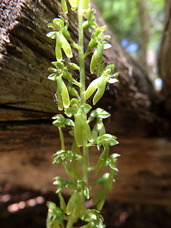 Common Twayblade Plitvice Lakes (Plitvicka-Jezera National Park), Croatia (June, 2016).
Former Listera, now Neottia ovata.
We saw this one growing under a wooded path going through the woods of Plitvice. The flowering stems are typically 20&ndash;60 cm. the number of flowers varies from 15 to a bit less than 100. The flowers are small and yellowish-green in colour. The sepals and the two side petals form a fairly open hood; the labellum or lip is long and divided at the end into two lobes.
   Common Twayblade,Croatia,Geotagged,Neottia ovata,Spring