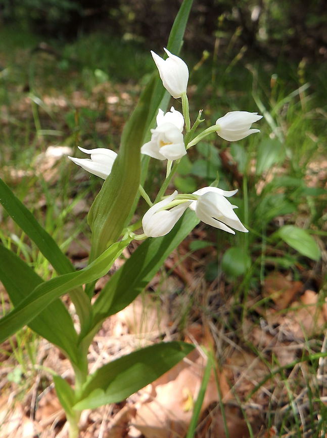 Sword-leaved Helleborine Plitvice Lakes (Plitvicka-Jezera National Park), Croatia (June, 2016).<br />
The flowers of this species hardly open, because they are autogamous (self-pollinating). Before the opening of the flower, the anther opens and the pollinia directly sink onto the stigmatic surface. Then pollen tubes start growing. This pollination mode enables the White helleborine to grow in deep shade, where the pollinators are almost absent    Cephalanthera longifolia,Croatia,Geotagged,Spring,Sword-leaved Helleborine,White Helleborine