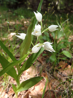 Sword-leaved Helleborine Plitvice Lakes (Plitvicka-Jezera National Park), Croatia (June, 2016).
The flowers of this species hardly open, because they are autogamous (self-pollinating). Before the opening of the flower, the anther opens and the pollinia directly sink onto the stigmatic surface. Then pollen tubes start growing. This pollination mode enables the White helleborine to grow in deep shade, where the pollinators are almost absent    Cephalanthera longifolia,Croatia,Geotagged,Spring,Sword-leaved Helleborine,White Helleborine
