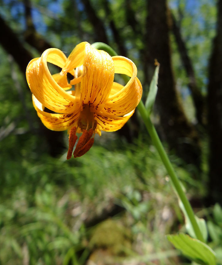 Bosnian Lily Plitvice Lakes (Plitvicka-Jezera National Park), Croatia (June, 2016).<br />
I have been told in Project Noah that it is Lillium bosniacum, endemic of this area. Croatia,Geotagged,Lilium bosniacum,Spring