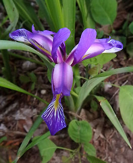 Grass-Leaved Flag Plitvice Lakes (Plitvicka-Jezera National Park), Croatia (2016).
It is a rhizomatous perennial, with purple or violet blue flowers almost hidden by grass like narrow leaves, and a plum scented fragrance. We saw several in a part of the upper lakes in the darker parts of dense forest. Croatia,Geotagged,Iris graminea,Spring