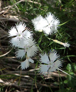 Wild carnations - Dianthus petraeus Plitvice Lakes, Plitvicka-Jezera National Park, Croatia (June, 2016).
The species is tentative (please suggest alternatives if wrong). They were growing on the rocky sides of the top views of the cliffs facing the down lakes of Plitvice. The flowers were white with a purple ring in the center and they were evenly spread in the plants which looked like small size herbs of maybe up to 20 cm tall or so.. Croatia,Dianthus petraeus,Geotagged,Spring