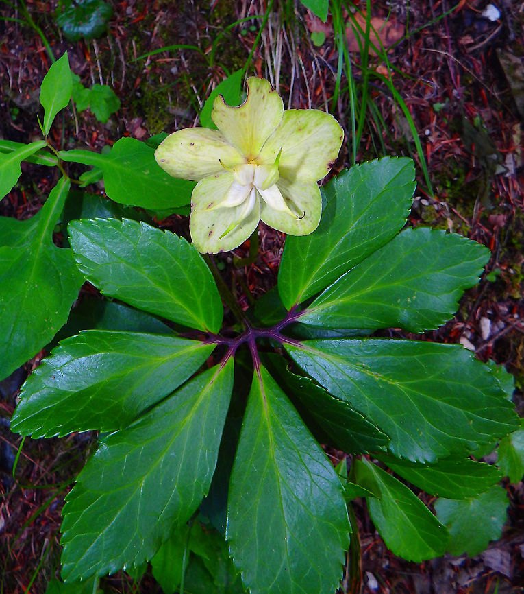 Christmas Rose (mature state of the flower) Plitvice Lakes (Plitvicka-Jezera National park), Croatia (june, 2016).<br />
is an evergreen perennial flowering plant in the buttercup family, Ranunculaceae. It is poisonous. Christmas rose,Croatia,Geotagged,Helleborus niger,Spring