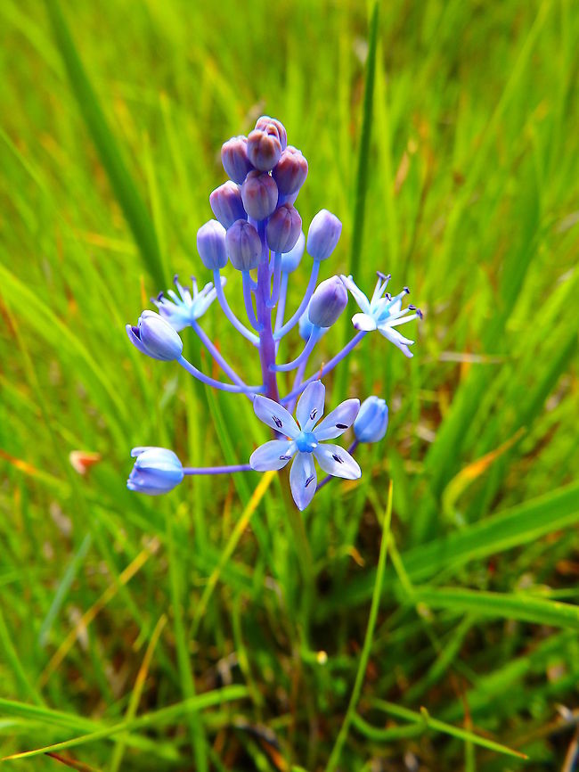 Amethyst Meadow/Dalmatian Squill Meadows in Korenica, Croatia (June, 2016).<br />
Bulbous perennial hyacinth-like flowers. Croatia,Geotagged,Scilla litardierei,Spring
