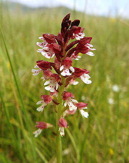 Burnt Orchid Meadows Korenica, Croatian (June, 2016).
This orchid grow from two spherical tubers with thick roots. It is believed that the plant can grow underground for 10-15 years before the first stem appears. 
Flowers are born in a dense cylindrical pattern, with individual plants capable of producing up to 70 flowers. The sepals and petals form a 3 mm hood that is reddish-brown, over a white crimson-spotted lower lip that is 4 mm. Flowers have a strong fragrance that is described as similar to honey. N. ustulata flowers from May through June. The common name comes from the tips of the flower buds having a burnt appearance  Croatia,Geotagged,Neotinea ustulata,Spring