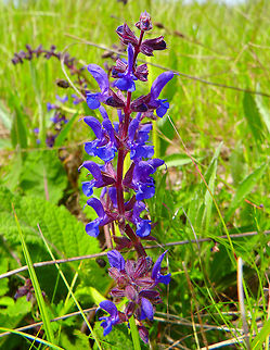 Meadow Sage Meadows of Korenica,Croatia (June, 2016).
The upper lip of the corolla's flowers arches in a crescent shape and the lower lip is three-lobed with the central lobe larger than the lateral lobes. In the wild the corolla is usually bluish-violet.  Croatia,Geotagged,Salvia pratensis,Spring