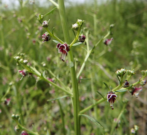 Dog Figwort Meadows Korenica, Croatia (June, 2016).
Plants with square stems, opposite leaves and open two-lipped flowers forming clusters at the end of their stems.
Little flower, maybe half a cm of dark red color with two thick stamens sticking out. Croatia,Dog Figwort,Dog figwort,Geotagged,Scrophularia canina,Spring