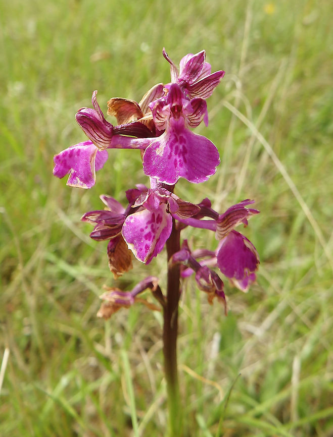 Green-Veined Orchid Meadows of Korenica, Croatia (June, 2016).<br />
The inflorescence is of various colours, mainly purple but ranging from white, through pink, to deep purple. From 5 to 25 helmet-shaped flowers grow in a loose, linear bunch at the top of the single stalk. A pair of lateral sepals with prominent green, occasionally purple veins extend laterally like "wings", gives the orchid its name. The broad, three lobed, lower petal is pale in the center with dark spots.  Anacamptis morio,Croatia,Geotagged,Green-winged orchid,Spring