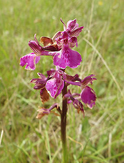 Green-Veined Orchid Meadows of Korenica, Croatia (June, 2016).
The inflorescence is of various colours, mainly purple but ranging from white, through pink, to deep purple. From 5 to 25 helmet-shaped flowers grow in a loose, linear bunch at the top of the single stalk. A pair of lateral sepals with prominent green, occasionally purple veins extend laterally like "wings", gives the orchid its name. The broad, three lobed, lower petal is pale in the center with dark spots.  Anacamptis morio,Croatia,Geotagged,Green-winged orchid,Spring