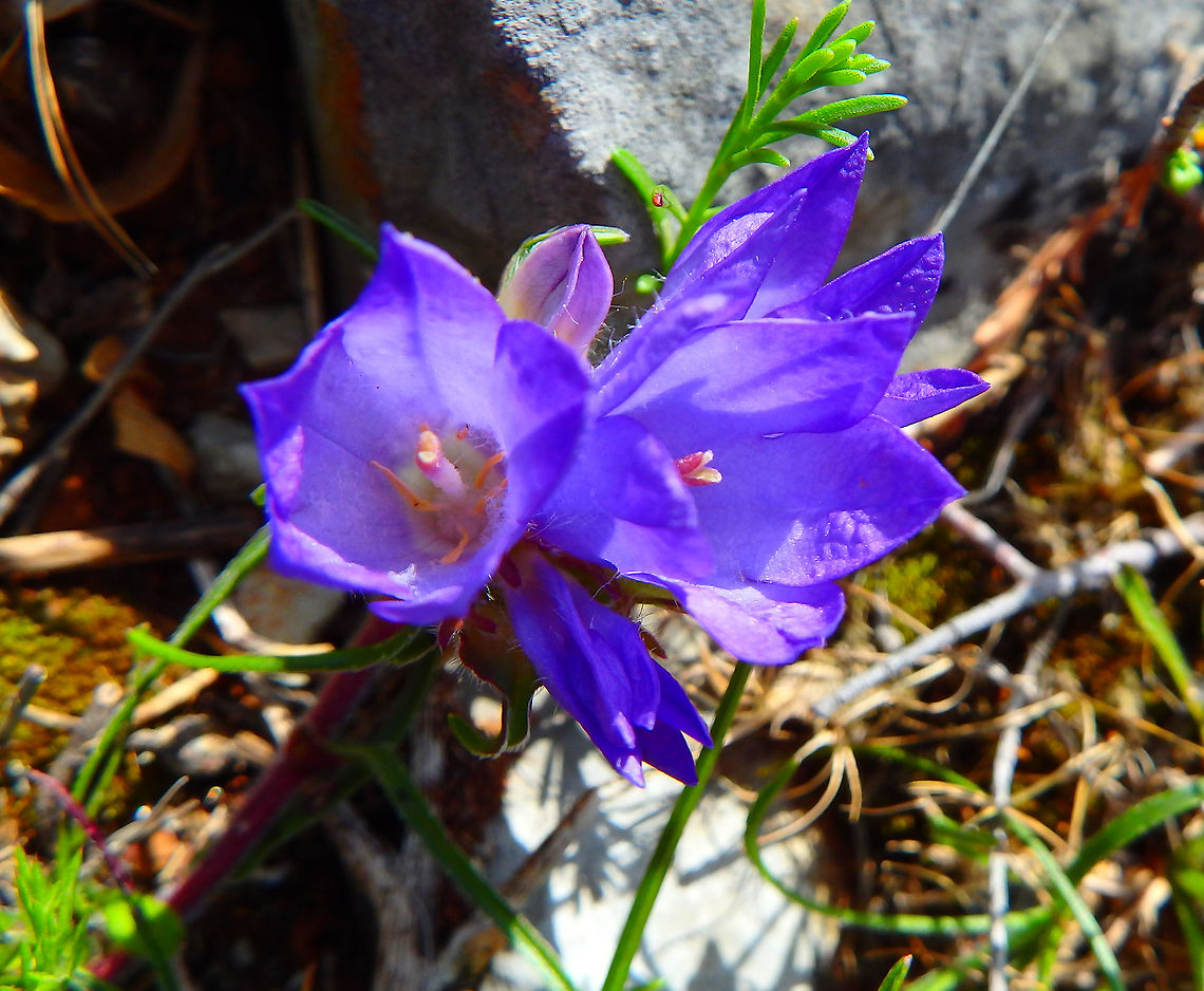 Rock Bells - Edraianthus tenuifolius (tentative ID) Bosanka, mountain facing Dubrovnik, near the funicular, Croatia (May, 2016).<br />
Edraianthus (rock bells or grassy bells) is a small genus of flowering plants in the bellflower family Campanulaceae. Edraianthus species are native to mountains of the Balkan, including Croatia, Bosnia and Serbia, and as far as Romania, Italy and Greece. They are small perennial plants, with tufts of grassy leaves and fine bell-shaped flowers, usually blue. They are often used as ornamental plants in rock gardens.<br />
<br />
More pics here:<br />
<a href="https://www.jungledragon.com/image/42043" rel="nofollow">https://www.jungledragon.com/image/42043</a><br />
<a href="https://www.jungledragon.com/image/42044" rel="nofollow">https://www.jungledragon.com/image/42044</a> Croatia,Edraianthus tenuifolius,Geotagged,Rock Bells,Spring