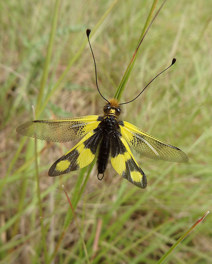 Owlfly -Libelloides macaronius Seen ina  prairy near Zadar, Croatia (June, 2016).<br />
The body is black and quite hairy. The eyes are large and bulging, the antennae are long and clubbed. The wings do not have scales and are partly transparent, bright yellow in the first third, dark brown on the external side. The wings are held spread at rest. The adults are diurnal predators of other flying insects. <br />
<a href="https://nl.wikipedia.org/wiki/Libelloides_macaronius" rel="nofollow">https://nl.wikipedia.org/wiki/Libelloides_macaronius</a><br />
<a href="http://eol.org/pages/4129504/overview" rel="nofollow">http://eol.org/pages/4129504/overview</a>   <br />
<a href="http://www.projectnoah.org/spottings/19518291" rel="nofollow">http://www.projectnoah.org/spottings/19518291</a> Croatia,Geotagged,Libelloides macaronius,Spring