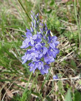 Broadleaf Speedwell Meadows Korenica, Croatia (June, 2016).
Tentative ID based on an expert botanist's spottings of the area in Project Noah. See for comparison:
http://www.projectnoah.org/spottings/26284019 Croatia,Geotagged,Spring,Veronica austriaca,Veronica austriaca subsp. jacquinii