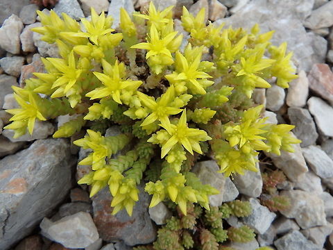 Goldmoss Sedum/Stonecrop Paklenica, Croatia (June, 2016).
Stonecrop is a tufted perennial herb that has most of the year short stems, semi prostrate and densely clad in leaves. The leaves are alternate, fleshy and shortly cylindrical with a rounded tip. Flowering in June or July. The starry flowers form a three to six-flowered cyme. The calyx has five fleshy sepals fused at the base, the corolla consists of five regular bright yellow petals, there are ten stamens. Croatia,Geotagged,Sedum acre,Spring