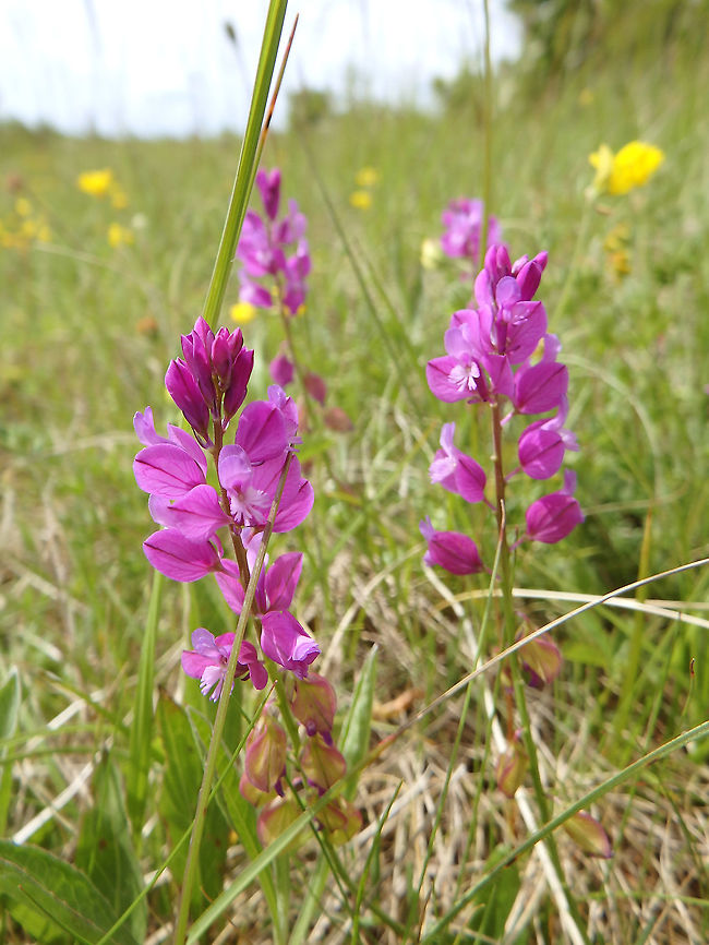Milkwort - Polygala nicaeensis Korenica, Croatia (June, 2016)<br />
I have dounbts between this sp and comosa but based on this I retrun to P. nicaeensis<br />
<a href="https://www.florealpes.com/comparaison.php?compar_code_1=polygalechevelu&amp;compar_code_2=polygalenice&amp;zoomph2=3&amp;zoomph1=1&amp;PHPSESSID=oakullb3q7n9n0viigmtsk5567#visiga" rel="nofollow">https://www.florealpes.com/comparaison.php?compar_code_1=polygalechevelu&amp;compar_code_2=polygalenice&amp;zoomph2=3&amp;zoomph1=1&amp;PHPSESSID=oakullb3q7n9n0viigmtsk5567#visiga</a> Croatia,Geotagged,Polygala nicaeensis