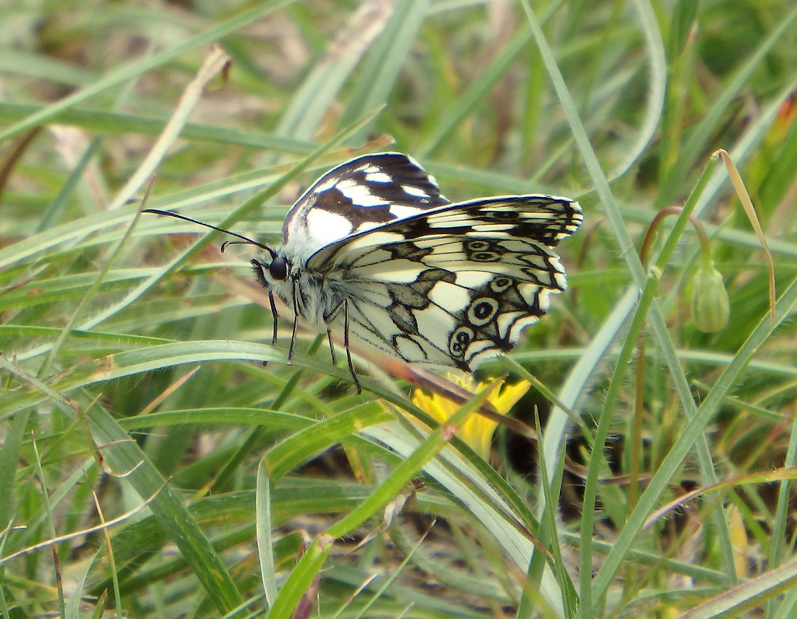 Marbled White Prairies near Zadar, Croatia (June, 2016).<br />
This one shows a bit of its underwings.<br />
     Croatia,Geotagged,Marbled White,Melanargia galathea,Spring