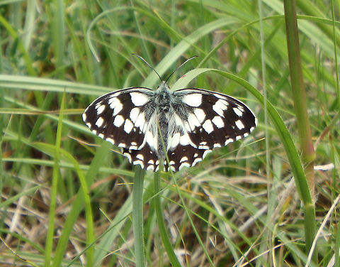 Marbled White (wings opened) Prairies near Zadar, Croatia (June, 2016).       Croatia,Geotagged,Marbled White,Melanargia galathea,Spring