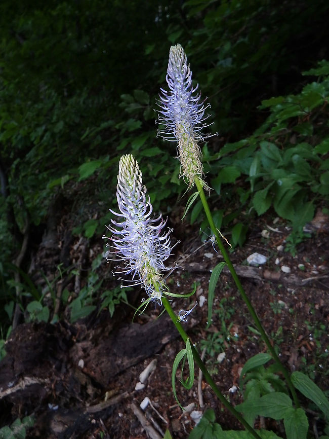 Spiked Rampion Plitvice Lakes, Plitvicka-Jezera, Croatia (May, 2016).<br />
These plants seem to like shadowy places, at least the ones I found where in the parts of the path in the upper side of the lakes which goes through thick forest.<br />
They are from the Campanulaceae family but the flowers arrange in a spike.       Croatia,Geotagged,Phyteuma spicatum,Spring