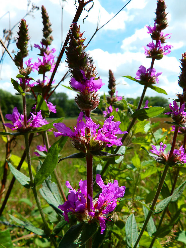 Purple Loosestrife Ter Yde, Belgium (July, 2015).<br />
It is a herbaceous perennial plant, that can grow 1-1.5 m tall. The stems are reddish-purple and square in cross-section. The flowers are reddish purple, with six petals (occasionally five) and 12 stamens, and are clustered tightly. They have three different flower types, with the stamens and style of different lengths, short, medium or long; each flower type can only be pollinated by one of the other types, thus ensuring cross-pollination between different plants Belgium,Geotagged,Lythrum salicaria,Purple loosestrife,Spring
