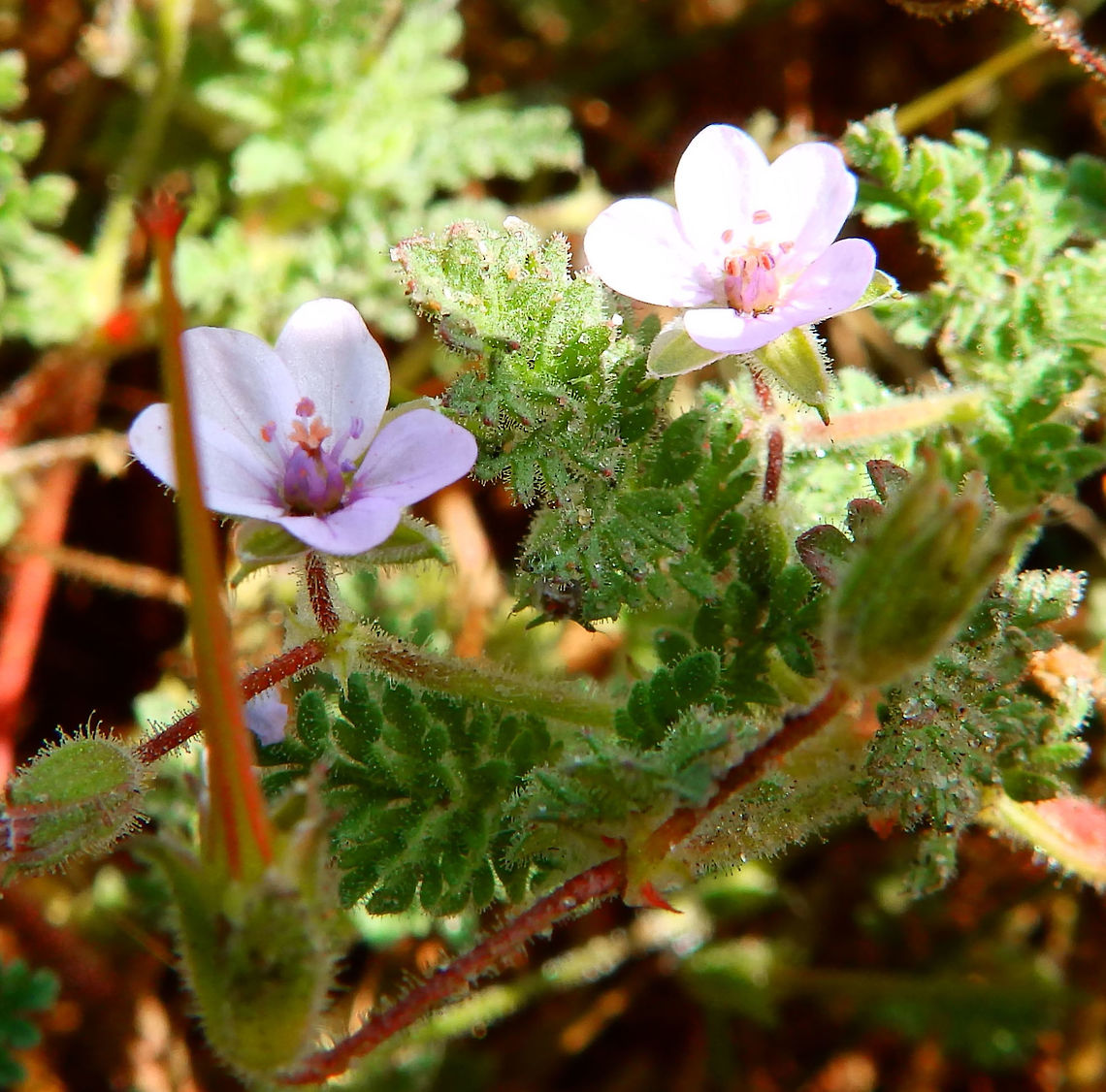 Stemless Stork's Bill Ter Yde, Belgium (June, 2016)<br />
Very tiny and only a few cm up the floor. <br />
Habitat: Sand dunes near the beach. <a href="http://www.natuurenbos.be/teryde" rel="nofollow">http://www.natuurenbos.be/teryde</a>     Belgium,Erodium acaule,Geotagged,Spring,Stemless Stork's Bill