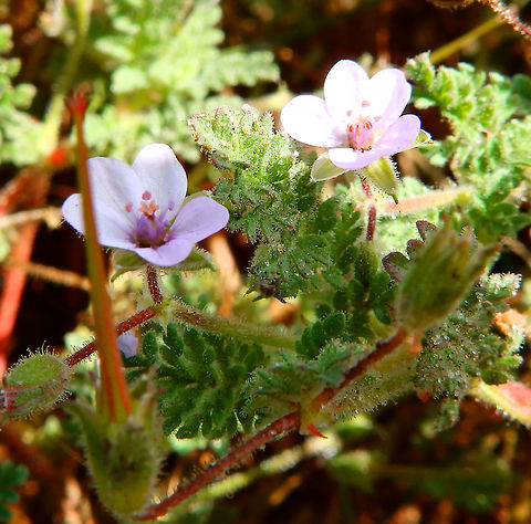 Stemless Stork's Bill Ter Yde, Belgium (June, 2016)
Very tiny and only a few cm up the floor. 
Habitat: Sand dunes near the beach. http://www.natuurenbos.be/teryde     Belgium,Erodium acaule,Geotagged,Spring,Stemless Stork's Bill