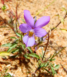 Dune Pansy (Viola tricolor subsp. curtisii) Ter Yde, Belgium (July, 2015).
Special violet that grows in the sand dunes in the coast of Belgium an Holland.
Habitat: http://www.natuurenbos.be/teryde
Notes: http://waarnemingen.be/soort/info/7650 http://wilde-planten.nl/duinviooltje.htm...       Belgium,Dune Pansy,Geotagged,Spring,Viola curtisii,Viola tricolor subsp. curtisii,dune pansy