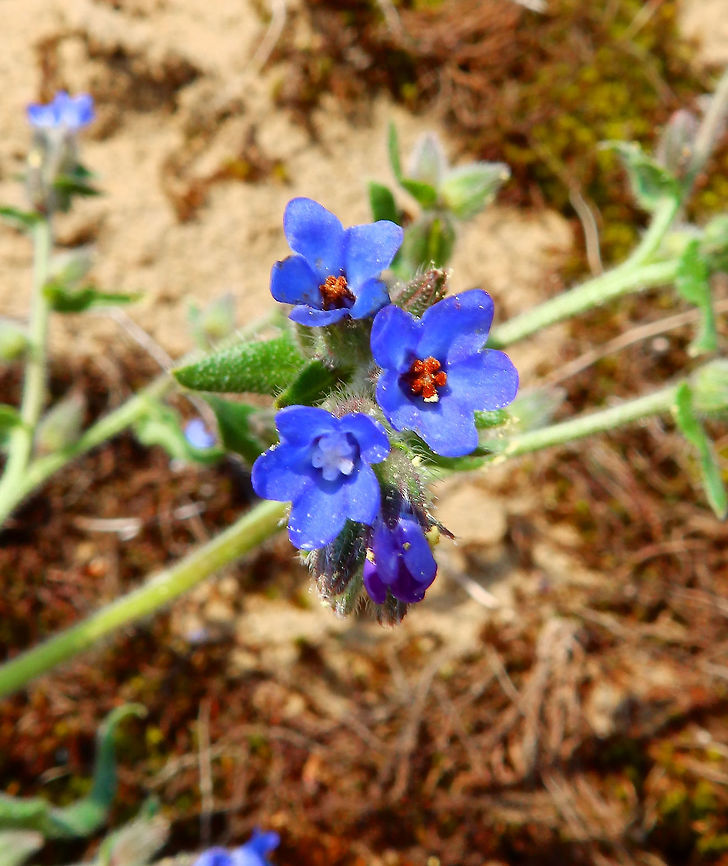 Small Bugloss Ter Yde, Belgium (July, 2015).<br />
A note of bright blue color in the dunes.<br />
Habitat: Dunes in coastal area. <a href="http://www.natuurenbos.be/teryde" rel="nofollow">http://www.natuurenbos.be/teryde</a>    Anchusa arvensis,Belgium,Geotagged,Spring