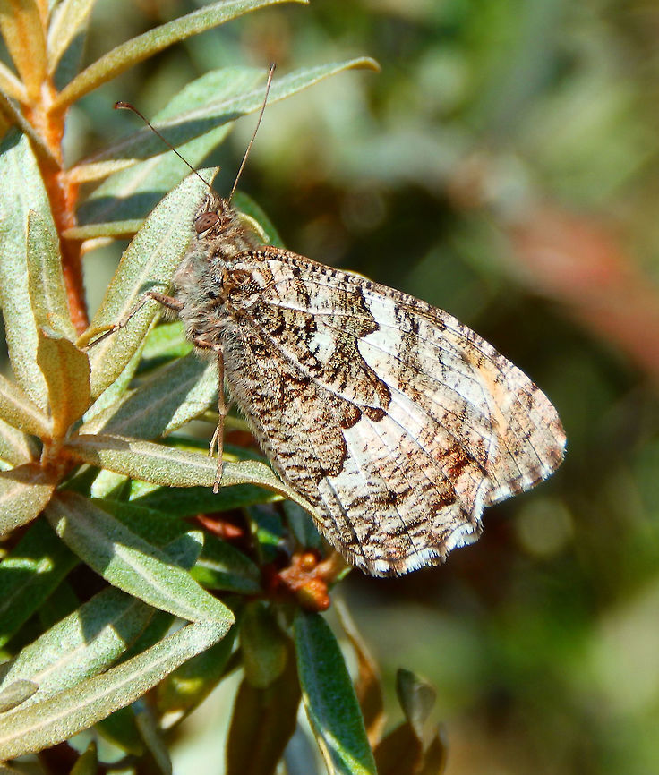Grayling Butterfly Ter Yde, Belgium (June, 2016).<br />
The marbled underside wings are a superb example of disruptive patterning, enabling the butterfly to blend perfectly into a variety of different environments. The butterfly spends long periods at rest, and is equally well concealed when resting on tree trunks, bare earth, shingle or rocks.   <br />
<a href="http://www.learnaboutbutterflies.com/Britain" rel="nofollow">http://www.learnaboutbutterflies.com/Britain</a> - Hipparchia semele.htm Belgium,Geotagged,Grayling,Hipparchia semele,Spring