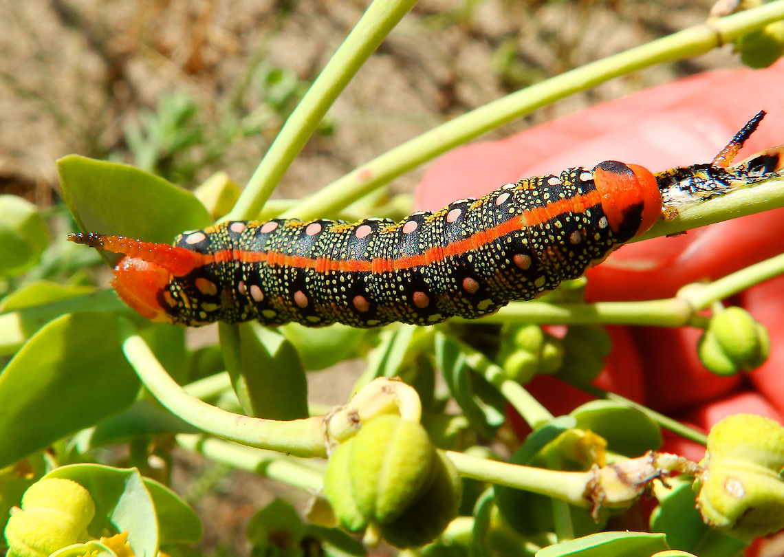 Spurge Hawkmoth Caterpillar Ter Yde, Belgium (July, 2016).<br />
They feed on plants of Euphorbia genus from which they pick up toxic components to protect them against predators.<br />
<br />
 Belgium,Geotagged,Hyles euphorbiae,Spring,Spurge Hawk-moth