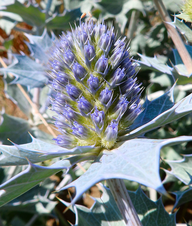 Sea Holly Ter Yde, Belgium (July, 2016).<br />
The flowers are metallic blue. Protected from winds this dune plant grows to a height of 20 to 60 cm. Although widespread, it is considered endangered in many areas.<br />
Habitat: Coastal sand dunes. <a href="http://www.natuurenbos.be/teryde" rel="nofollow">http://www.natuurenbos.be/teryde</a> Belgium,Eryngium maritimum,Geotagged,Sea holly,Spring