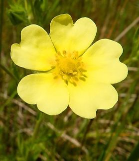 Sulphur Cinquefoil Hoge Kempen National park, Connecterra, Belgium (June, 2014).
Introduced species, already well naturalized in Belgium for centuries.
Habitat:The soils are rich in minerals as this park was a former mining site in Belgium. 
https://en.wikipedia.org/wiki/Potentilla_recta Belgium,Geotagged,Potentilla recta,Spring