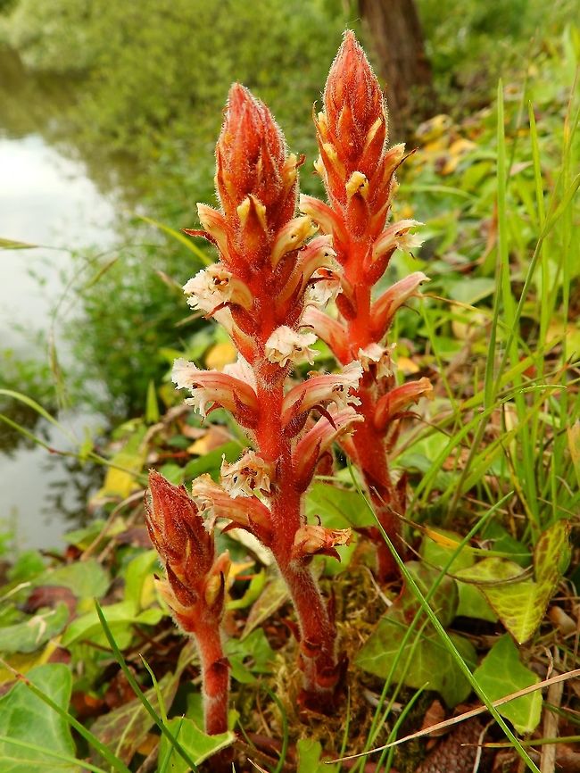 Amethyst broomrape - Orobanche amethystea Zoete Waters, Oud Heverlee, Belgium (May, 2014).<br />
It belongs to the Orobanchaceae family of non-photosynthetic plants that parasitize other autotrophic plants. <br />
Habitat: Area of lakes, in their borders.     Amethyst broomrape,Belgium,Geotagged,Orobanche amethystea,Spring