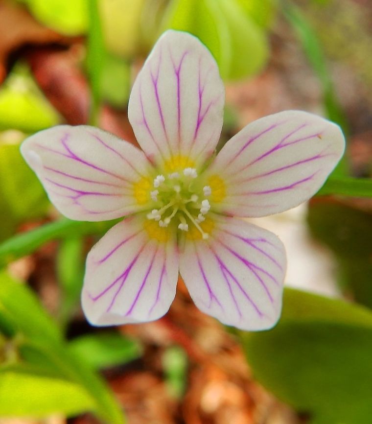 Common Wood Sorrel Meerdaalwoed, Oud Heverlee, Belgium (March, 2014).<br />
With delicate treefoil-like leaves. Corolla with five petals, veined with purple. It contains oxalic acid. It has been used as medicinal plant.<br />
Habitat: Moist woods, moorland and on shady rocks. Belgium,Common wood sorrel,Geotagged,Oxalis acetosella,Spring