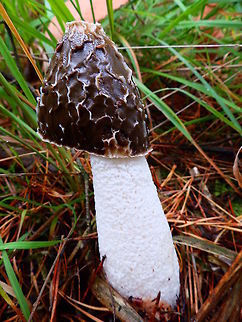 Common Stinkhorn Meerdaelbos, Oud-Heverlee, Belgium (Oct, 2013).
Second time in my life I find one of these. This time in my own backyard: the Meerdaelbos. First sight was in some woods in Holland in late summer, but that time I did not make pictures because it was covered on flies. Indeed this is the fungus purpose, for it makes a foul smell to attract insects. The dispersal of spores is different from most "typical" mushrooms that spread their spores through the air. Stinkhorns instead produce a sticky spore mass on their tip which has a sharp, sickly-sweet odor of carrion to attract flies and other insects. Despite its foul smell, it is not poisonous and the young mushroom is consumed in parts of France and Germany.
Habitat: it occurs in habitats rich in wood debris such as forests and mulched gardens. It appears from summer to late autumn. Belgium,Common Stinkhorn,Fall,Geotagged,Phallus impudicus