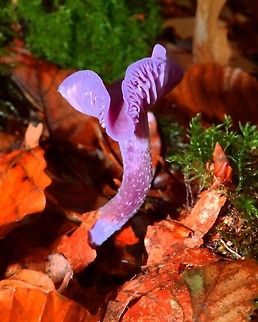 Amethyst Deceiver Meerdaelbos, Oud-Heverlee, Belgium (Oct 2013).
One of the most beautiful mushrooms growing in our woods, velvety purple color.
 Belgium,Fall,Geotagged,Laccaria amethystina
