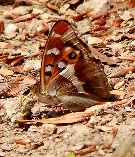 Purple Emperor Auderghem, Belgium (July, 2013).
Eurasian butterfly of the Nymphalidae family. Adults have dark brown wings with white bands and spots, and a small orange ring on each of the hindwings. Males have a wingspan of 70–80mm, and have an iridescent purple-blue sheen that the slightly larger (80–92mm) females lack.
Habitat: Woodlands. Females spend most of their lives in the tree canopy, favouring dense and mature oak woodlands, coming down only to lay their eggs in the small sallow bushes that grow in clearings and rides. Apatura iris,Belgium,Geotagged,Purple Emperor,Summer