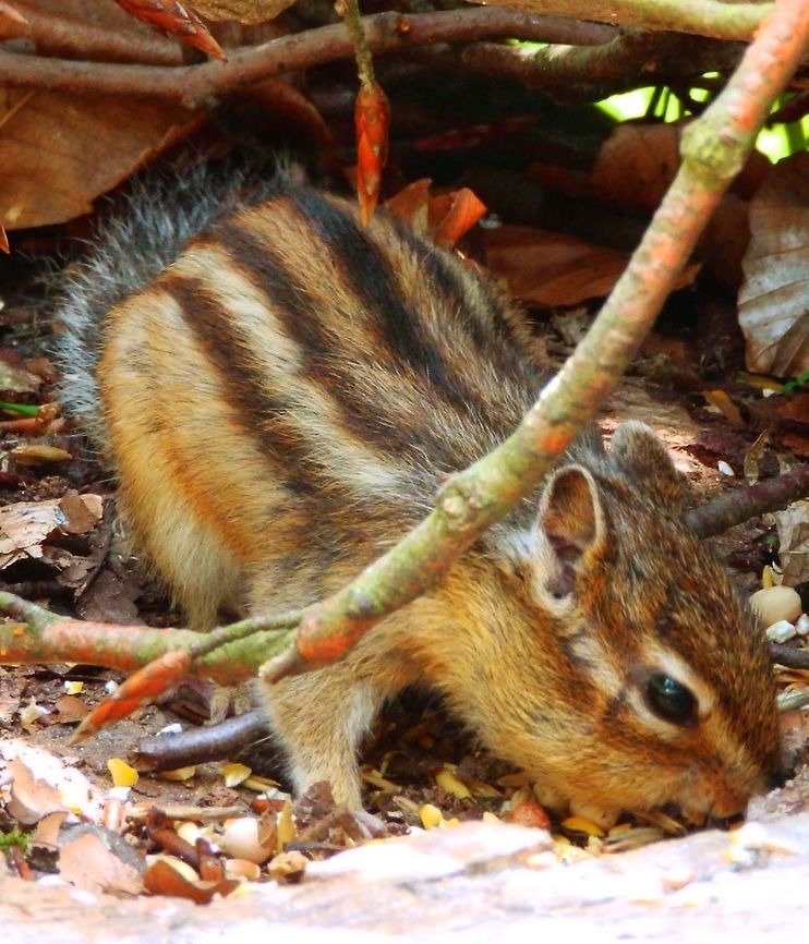 Siberian Chipmunk Auderghem, Belgium (July, 2013).<br />
It is a chipmunk which occurs across northern Asia from central Russia to China, Korea, and Hokkaidō in northern Japan. It has been kept in captivity as pet and in some cases released into environments other than their native ones, reason why in certain woodland areas surrounding Brussels you can now see them in the wild. People helps the colony to survive by leaving pet seeds food for them, which is why this particular chipmunk we saw, was muching for a while on seeds.<br />
Habitat: Park &amp; woodland area near Brussels. Belgium,Eutamias sibiricus,Geotagged,Siberian chipmunk,Summer