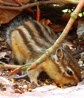 Siberian Chipmunk Auderghem, Belgium (July, 2013).
It is a chipmunk which occurs across northern Asia from central Russia to China, Korea, and Hokkaidō in northern Japan. It has been kept in captivity as pet and in some cases released into environments other than their native ones, reason why in certain woodland areas surrounding Brussels you can now see them in the wild. People helps the colony to survive by leaving pet seeds food for them, which is why this particular chipmunk we saw, was muching for a while on seeds.
Habitat: Park & woodland area near Brussels. Belgium,Eutamias sibiricus,Geotagged,Siberian chipmunk,Summer