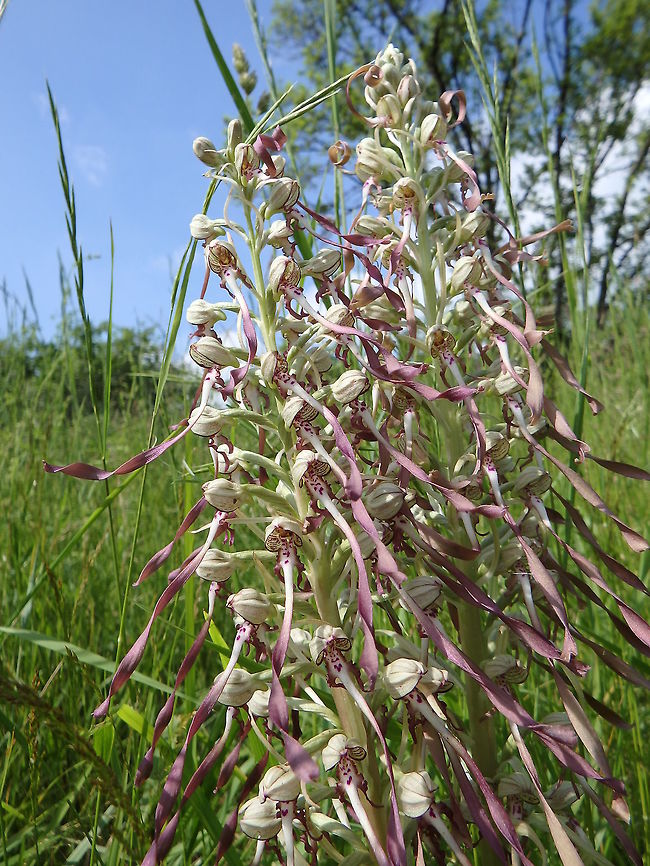 Lizard Orchid Roche &agrave; Lomme, Viroinval, Belgium (June, 2016).<br />
Found at the top of a rocky hill, with stems that may have been of up to half m tall. The flowers are pale and greenish, with delicate pink spots and stripes. They have curly frills that dangle down from the flower spike as a &#039;tail&#039;. The spikes themselves are tall and stately and sometimes carry as many as 80 densely packed flowers. The oval leaves at the base of the plant soon wither. Belgium,Geotagged,Himantoglossum hircinum,Spring,lizard orchid