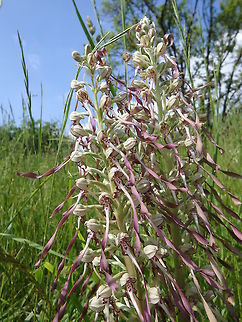 Lizard Orchid Roche à Lomme, Viroinval, Belgium (June, 2016).
Found at the top of a rocky hill, with stems that may have been of up to half m tall. The flowers are pale and greenish, with delicate pink spots and stripes. They have curly frills that dangle down from the flower spike as a 'tail'. The spikes themselves are tall and stately and sometimes carry as many as 80 densely packed flowers. The oval leaves at the base of the plant soon wither. Belgium,Geotagged,Himantoglossum hircinum,Spring,lizard orchid