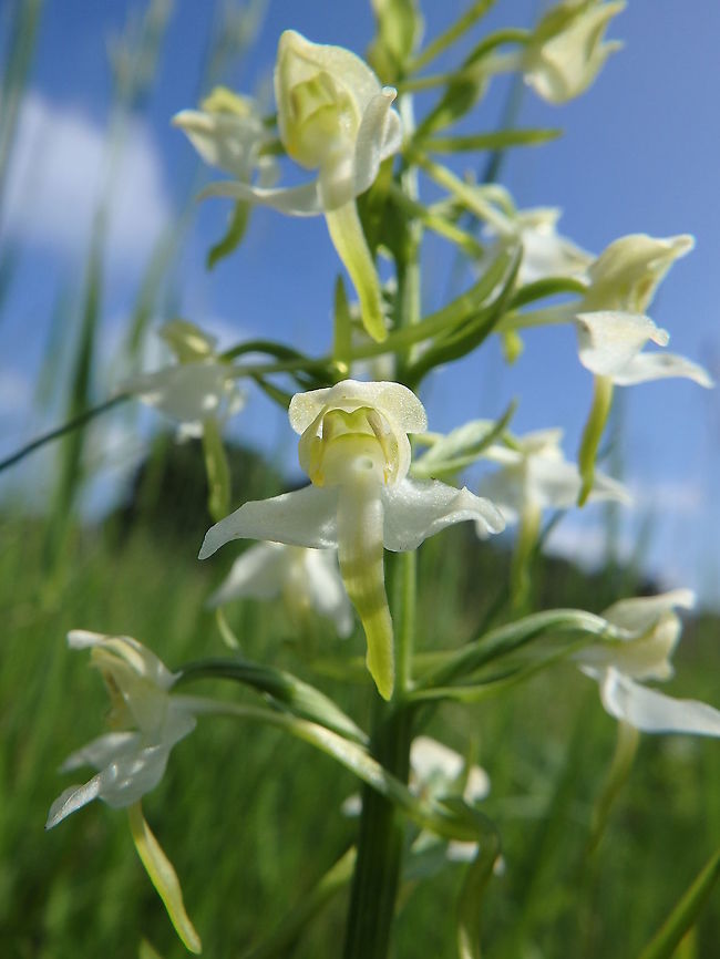 Greater Butterfly Orchid Le Trou Du Diable, Nismes. Viroinval, Belgium (June, 2016).<br />
The flowers are greenish-white, scented of vanilla, with spreading sepals and petals. The lip of the flower is long, narrow and undivided. The flower has a very long spur. The flowers form a rather loose spike. The anthers are broad, hence the name Platathera. The pollen masses diverge to touch both sides of the pollinating insect. Belgium,Geotagged,Greater Butterfly-orchid,Platanthera chlorantha,Spring