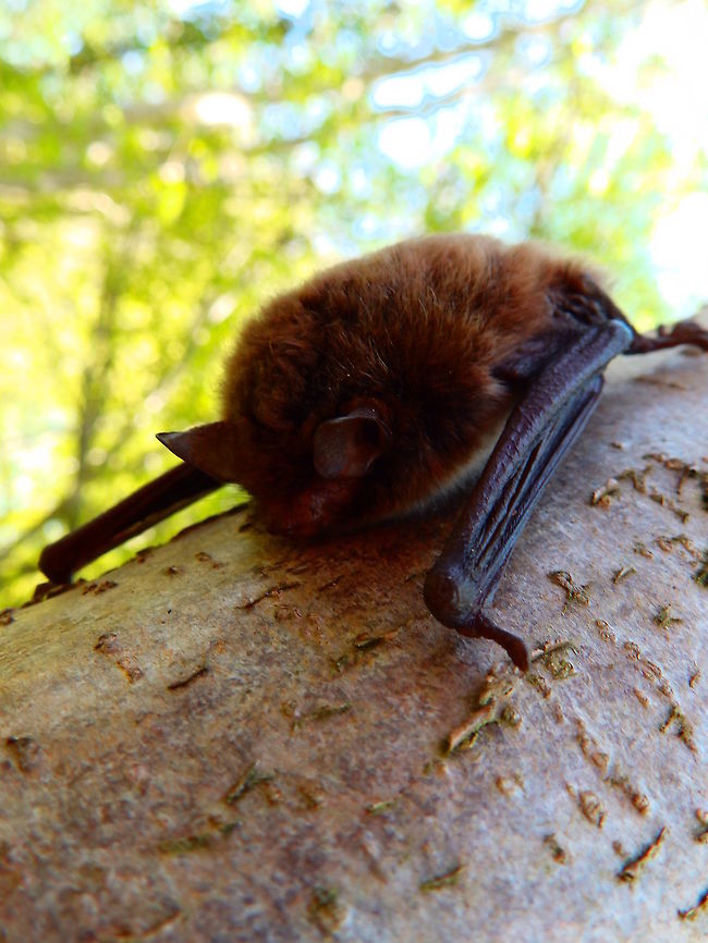Water Bat Zoete Waters, Belgium (May, 2016)<br />
An uncommon spotting. This bat was roosting in a tree at our height level. We presume is the water bat since we foun it in a path next to the lakes and it looks like the bat as described in this web site. It was about 15 cm long. Ver fluffy brown, no long snout and small rounded ears.<br />
<a href="https://www.natuurpunt.be/pagina/watervleermuis" rel="nofollow">https://www.natuurpunt.be/pagina/watervleermuis</a> Belgium,Daubentons bat,Geotagged,Myotis daubentonii,Spring