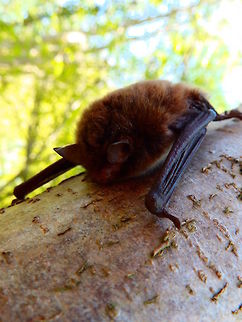 Water Bat Zoete Waters, Belgium (May, 2016)
An uncommon spotting. This bat was roosting in a tree at our height level. We presume is the water bat since we foun it in a path next to the lakes and it looks like the bat as described in this web site. It was about 15 cm long. Ver fluffy brown, no long snout and small rounded ears.
https://www.natuurpunt.be/pagina/watervleermuis Belgium,Daubentons bat,Geotagged,Myotis daubentonii,Spring