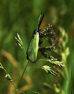 Cistus Forester Domein Kiewit, Hasselt, Belgium (May, 2012).
Emerald colored, it is a moth of the Zygaenidae family. The wingspan is 20-25 mm. Adults are on wing in July in one generation per year. They feed on the nectar of Gymnadenia species.
Habitat:It is found in southern and central Europe. Grasslands, prairies.    Adscita geryon,Belgium,Geotagged,Spring