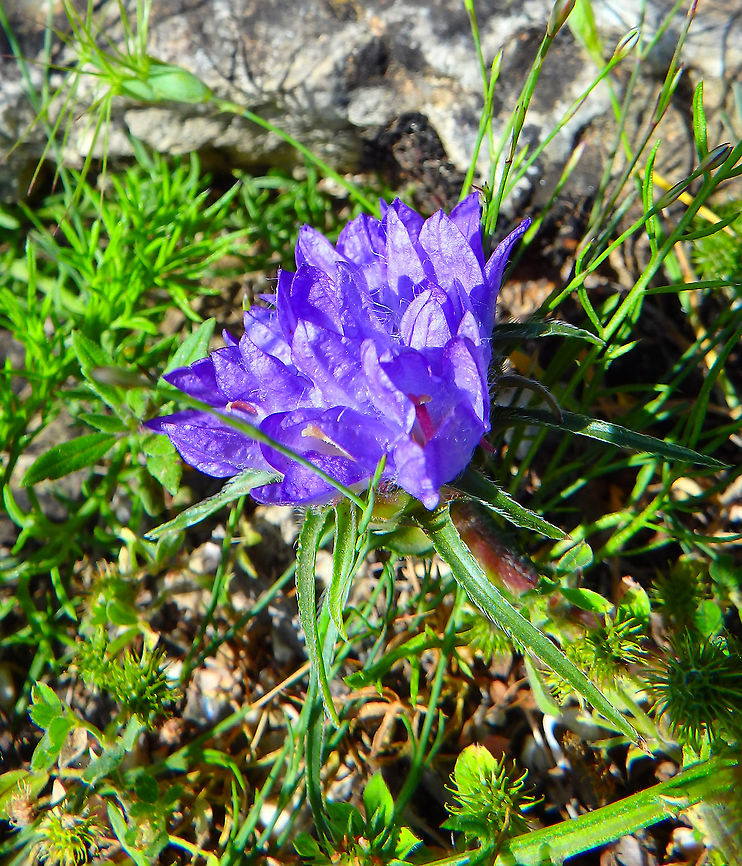 Rock Bells - Edraianthus tenuifolius (tentative ID)- Photo 2 Bosanka, Dubrovnik, Croatia (May, 2016).<br />
This is a second pic of a similar plant next to the first spotting that shows the leaves. In a third pic I will show that the flowers in the first plant are at the extreme of a longer stem of red color that is long and reptates in the land (here is the same, you can see the reddish long stem under the flower raceme). I hope this helps with the proper ID. Thanks for all the help &amp; feedback! Croatia,Edraianthus tenuifolius,Geotagged,Spring,rock bells